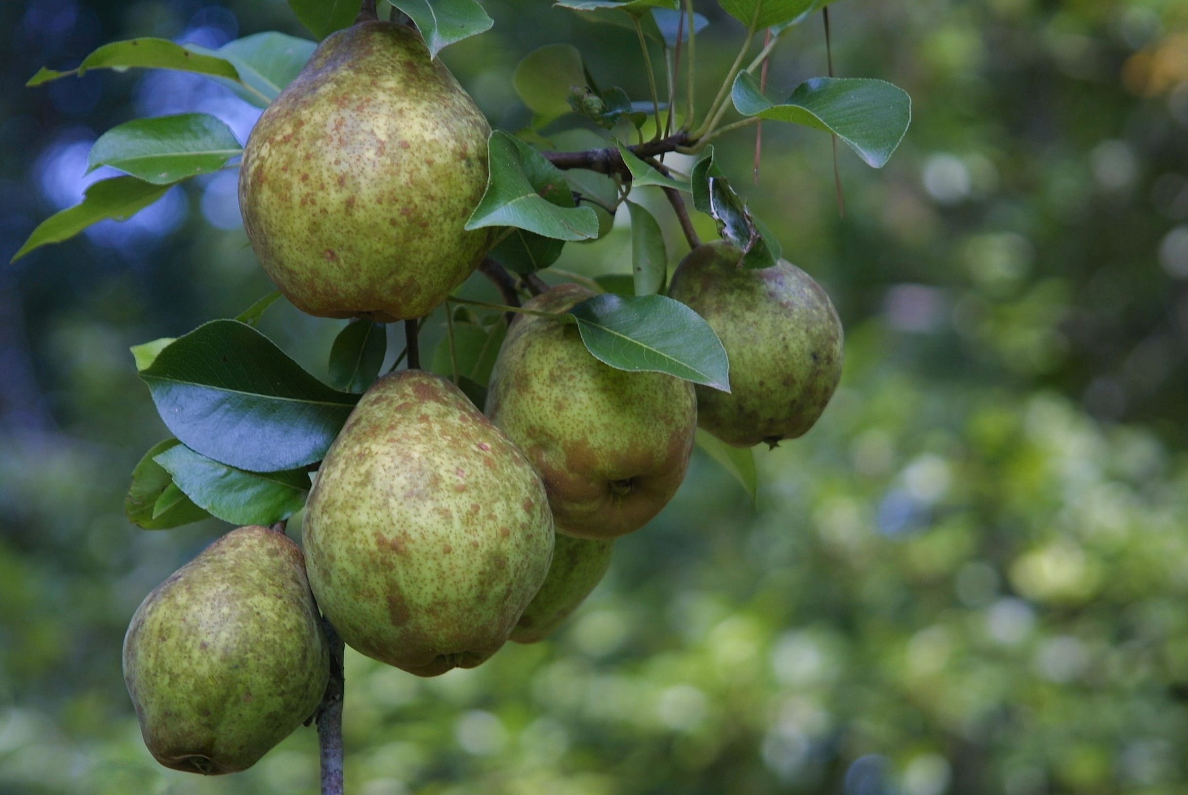19-kieffer-pear-tree-facts