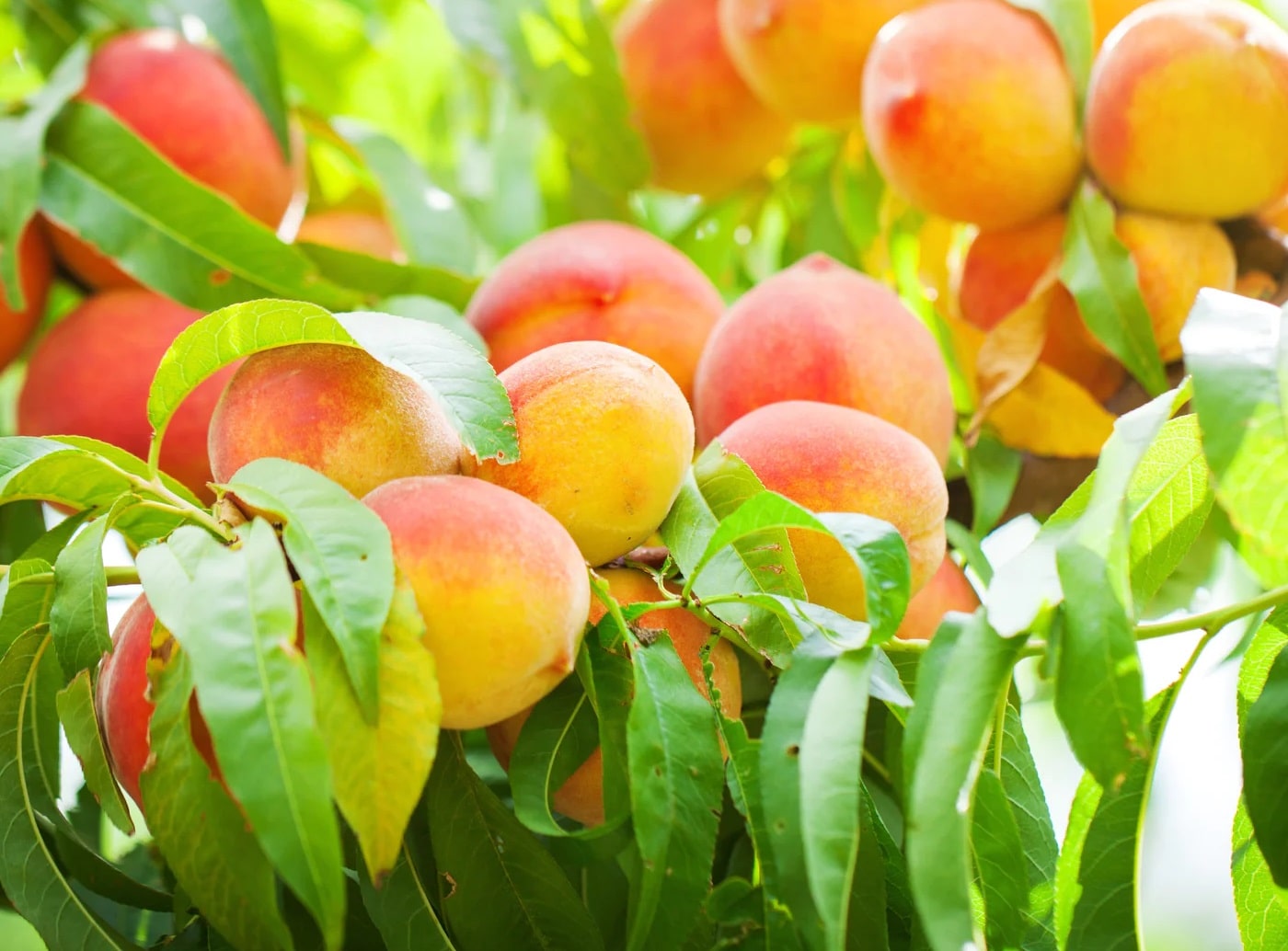 19-reliance-peach-tree-facts
