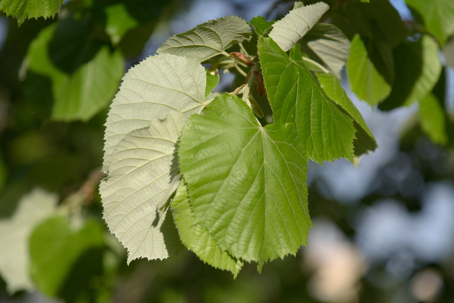 19-silver-linden-tree-facts
