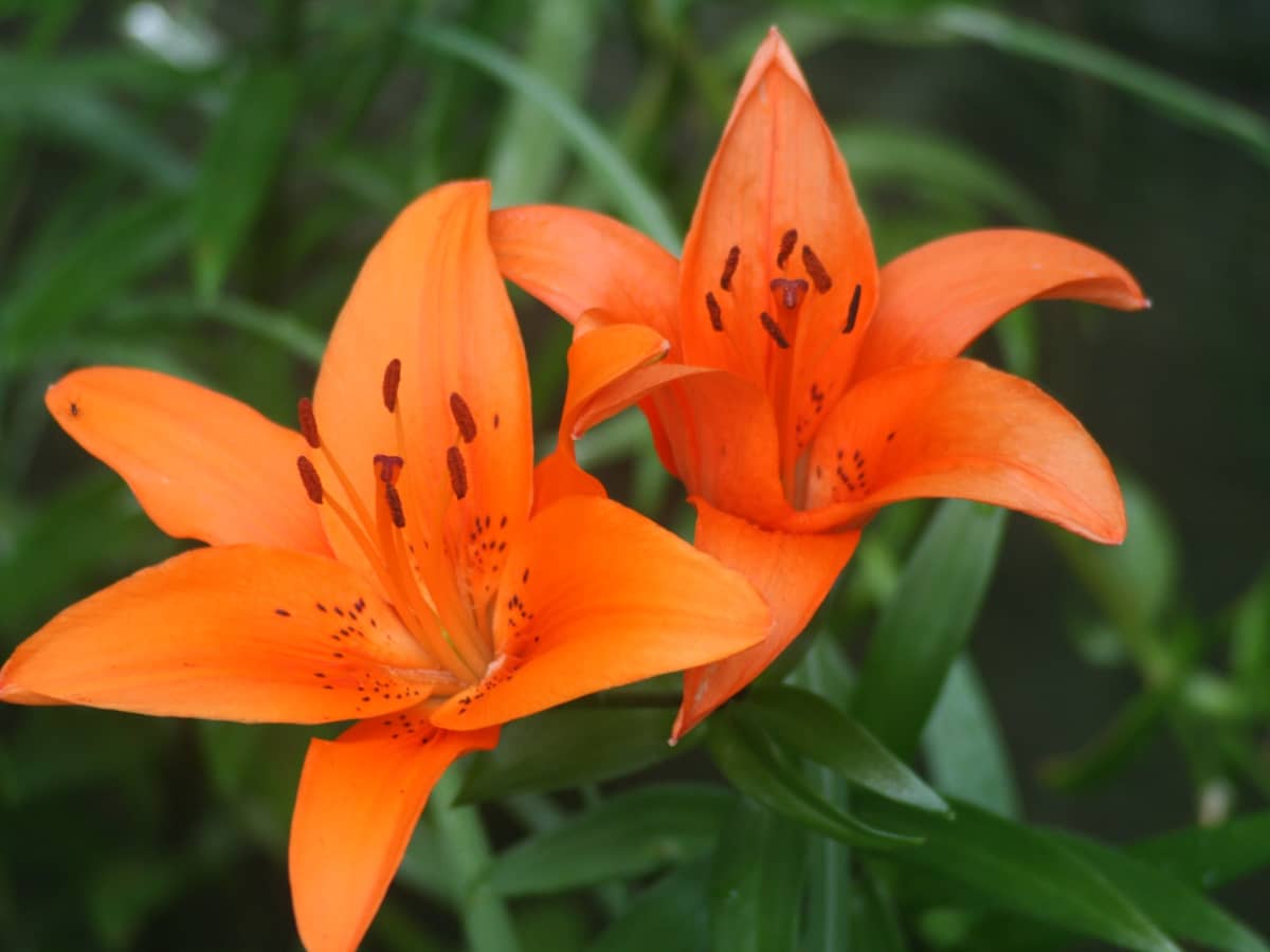 19 Tiger Lily Facts - Facts.net