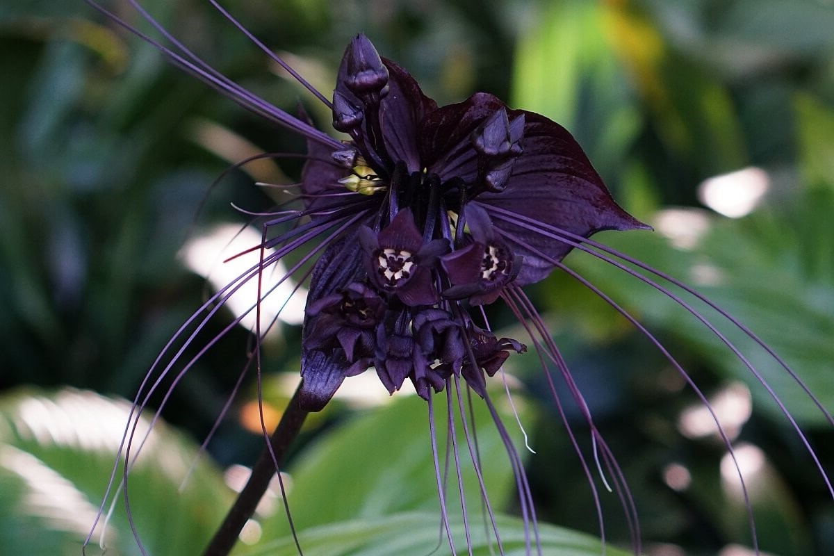 20-black-bat-flower-facts