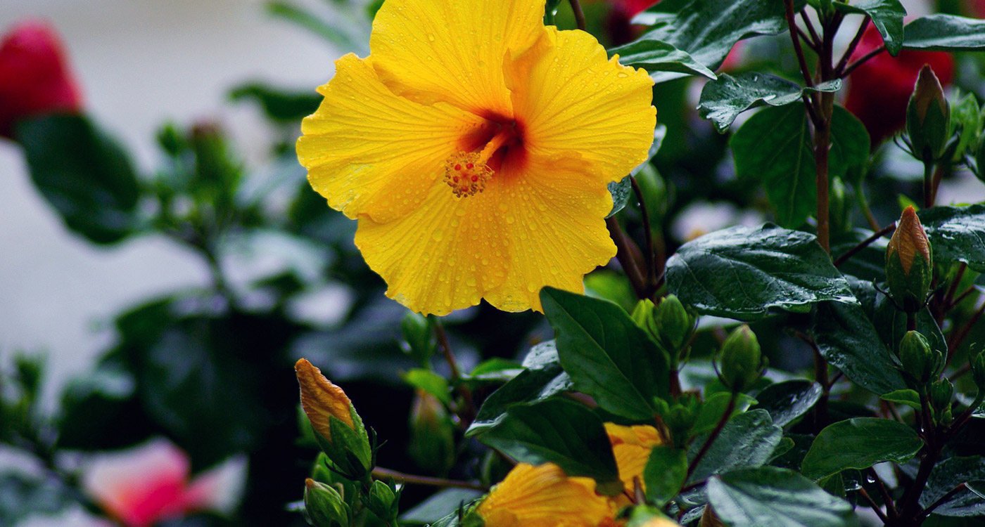 20-hawaii-state-flower-facts