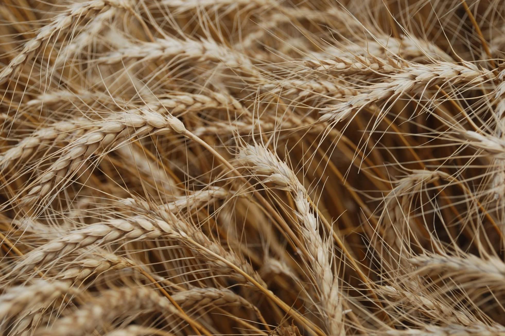 20-kansas-wheat-facts