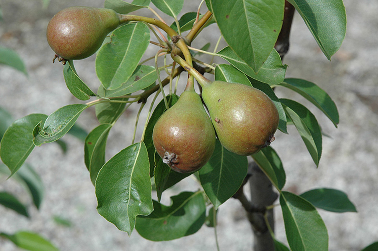 20-moonglow-pear-tree-facts