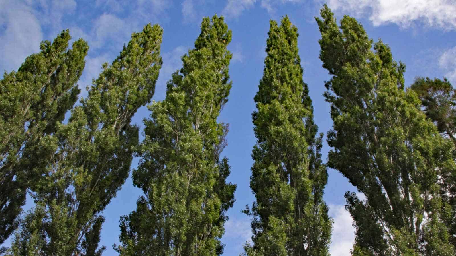 20-poplars-trees-facts