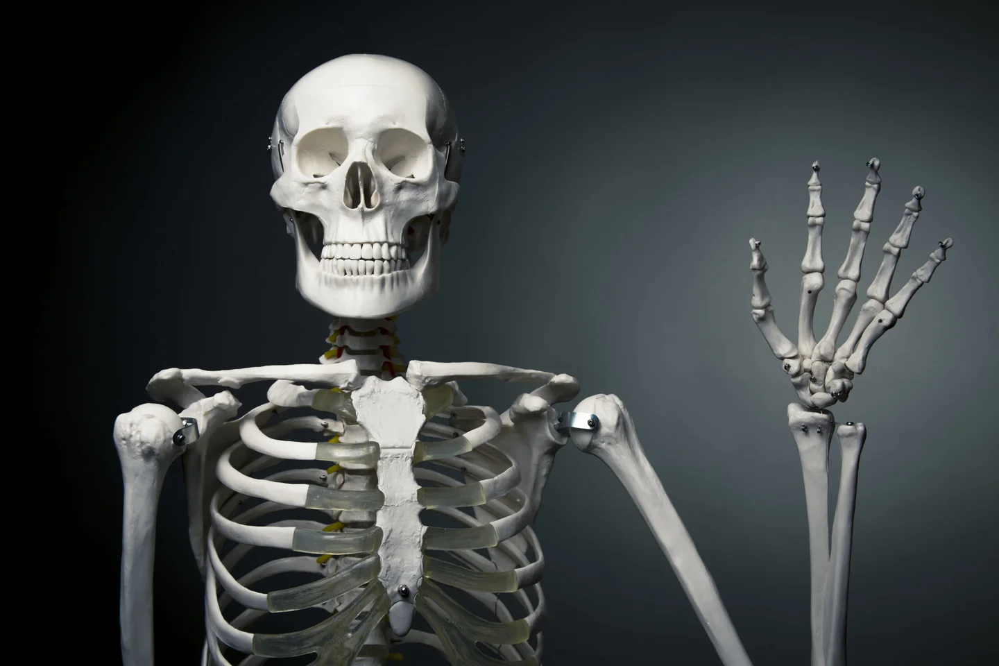 32-best-facts-about-the-bones