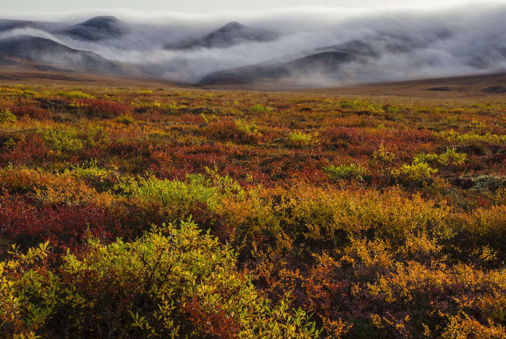33-great-facts-about-the-tundra-biome