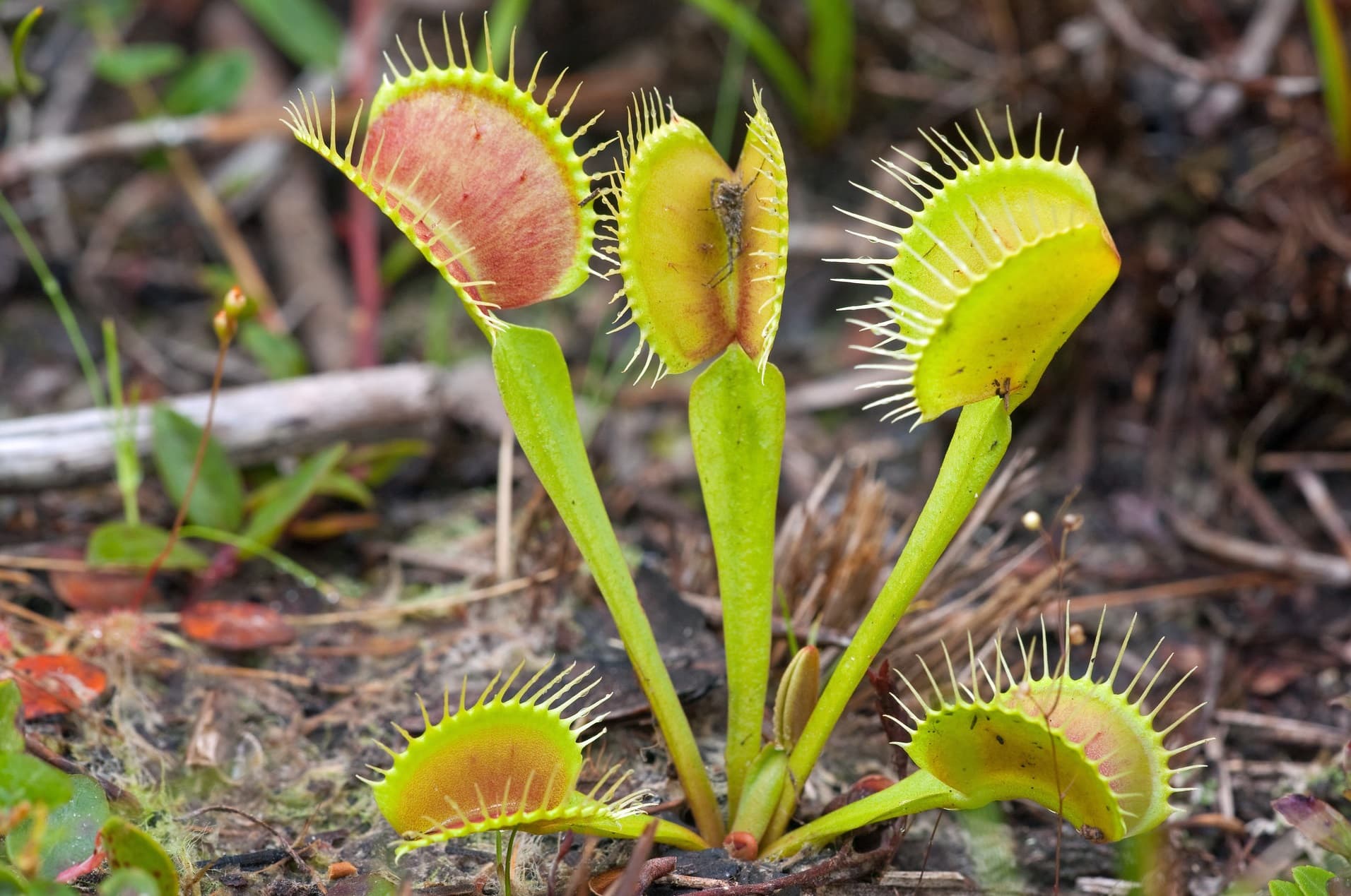 35-amazing-venus-fly-traps-facts