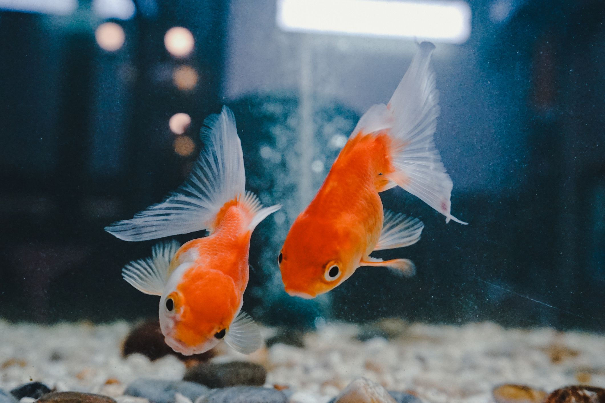 5-best-goldfish-tank