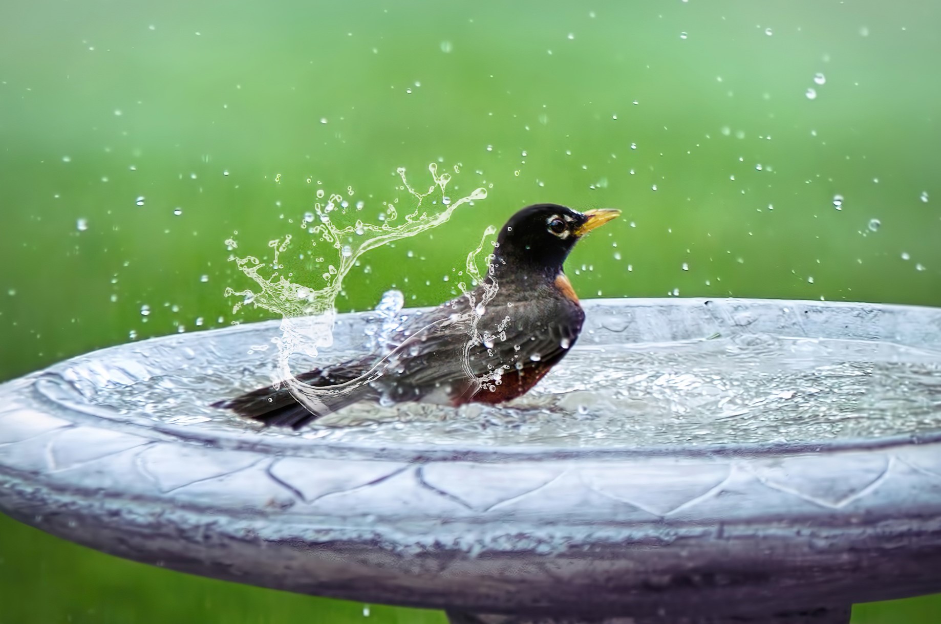 6-best-bird-bath