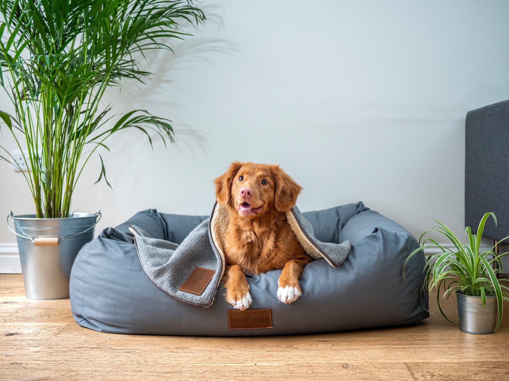 6-best-dog-beds