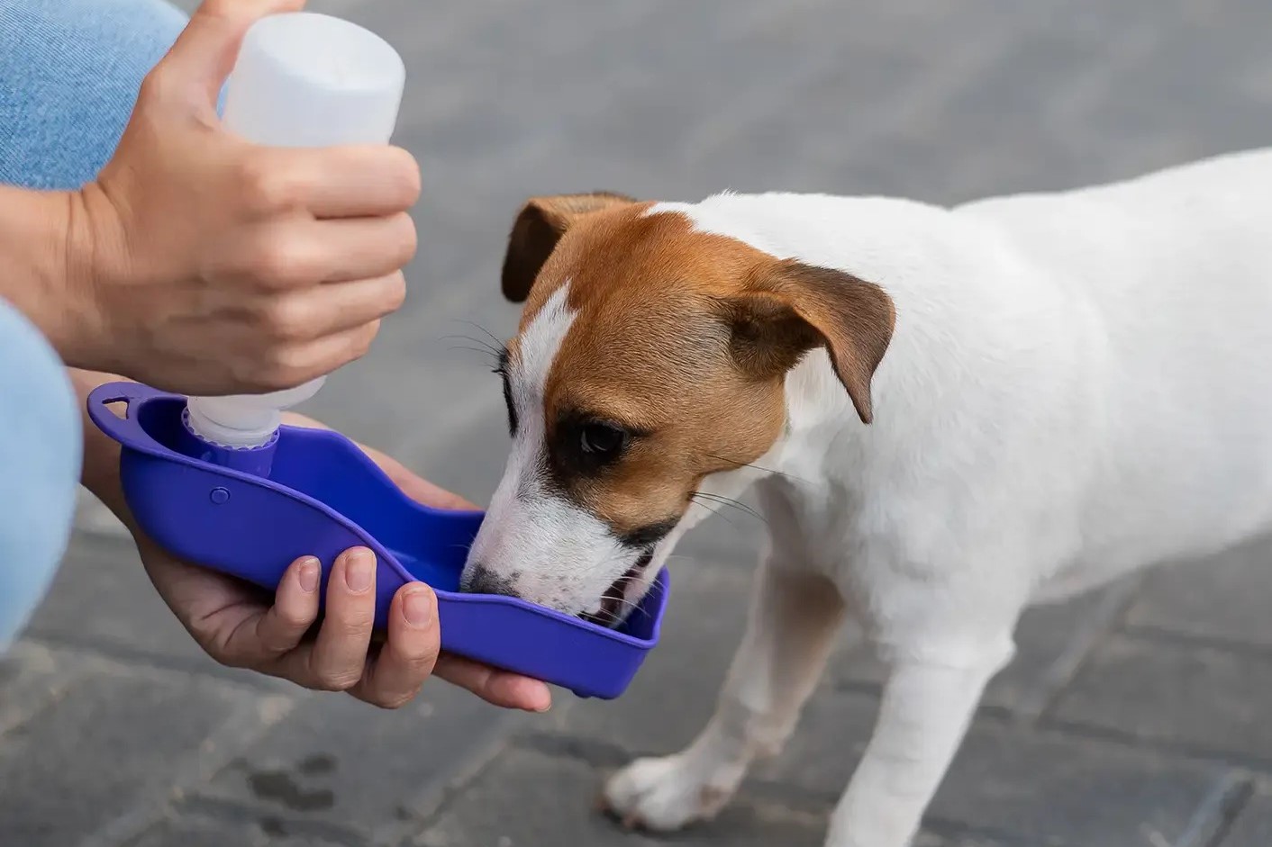 6-best-dog-water-bottles