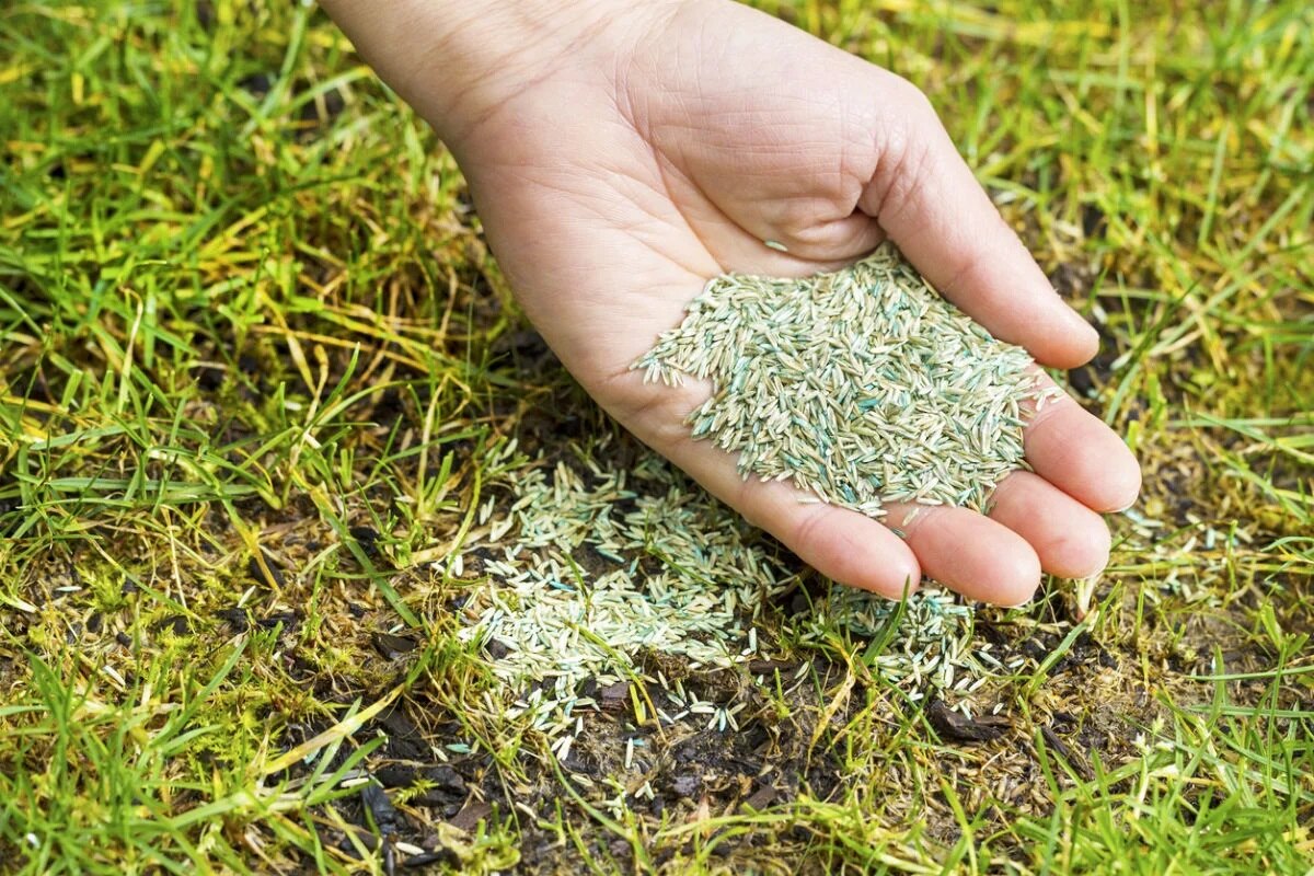 6 Best Grass Seed - Facts.net