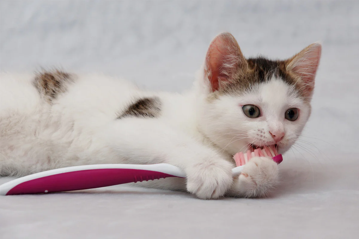 8-facts-about-cat-toothpaste