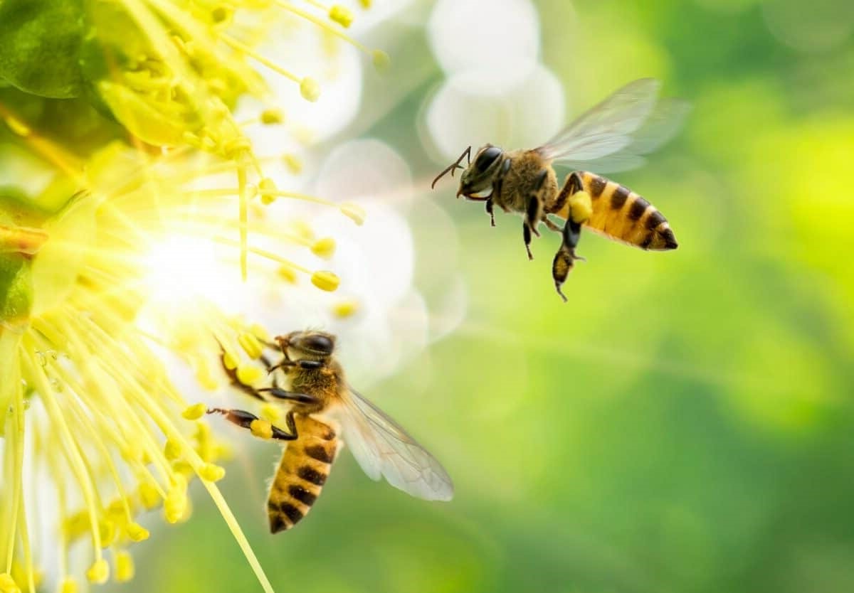 10-facts-about-bee-active-bee-healthy-bee-happy-week-apr-5th-to-apr-12th