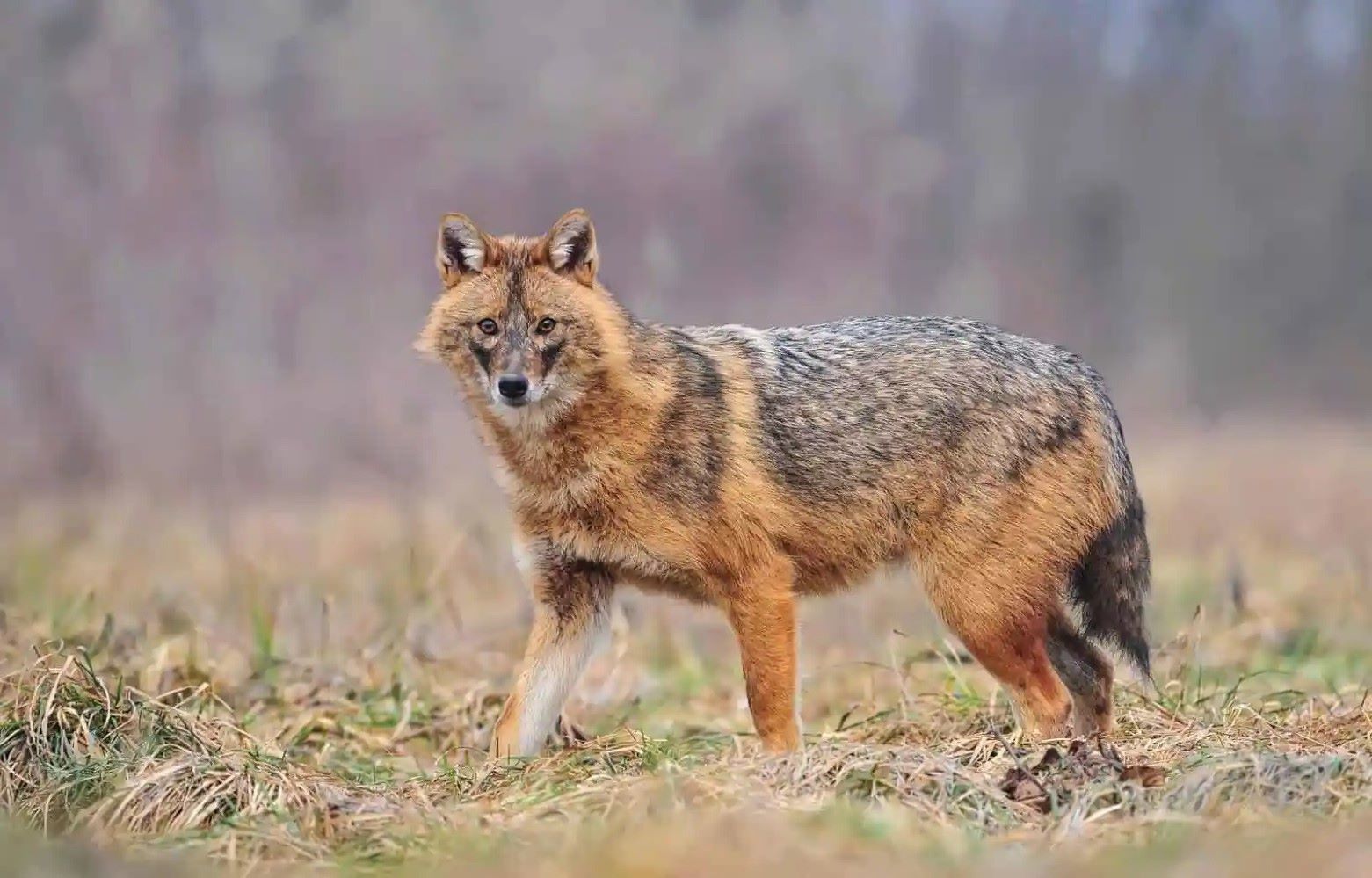 10 Facts About World Jackal Day April 19th 
