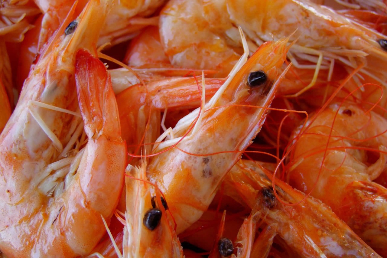 11-facts-about-national-shrimp-day-may-10th