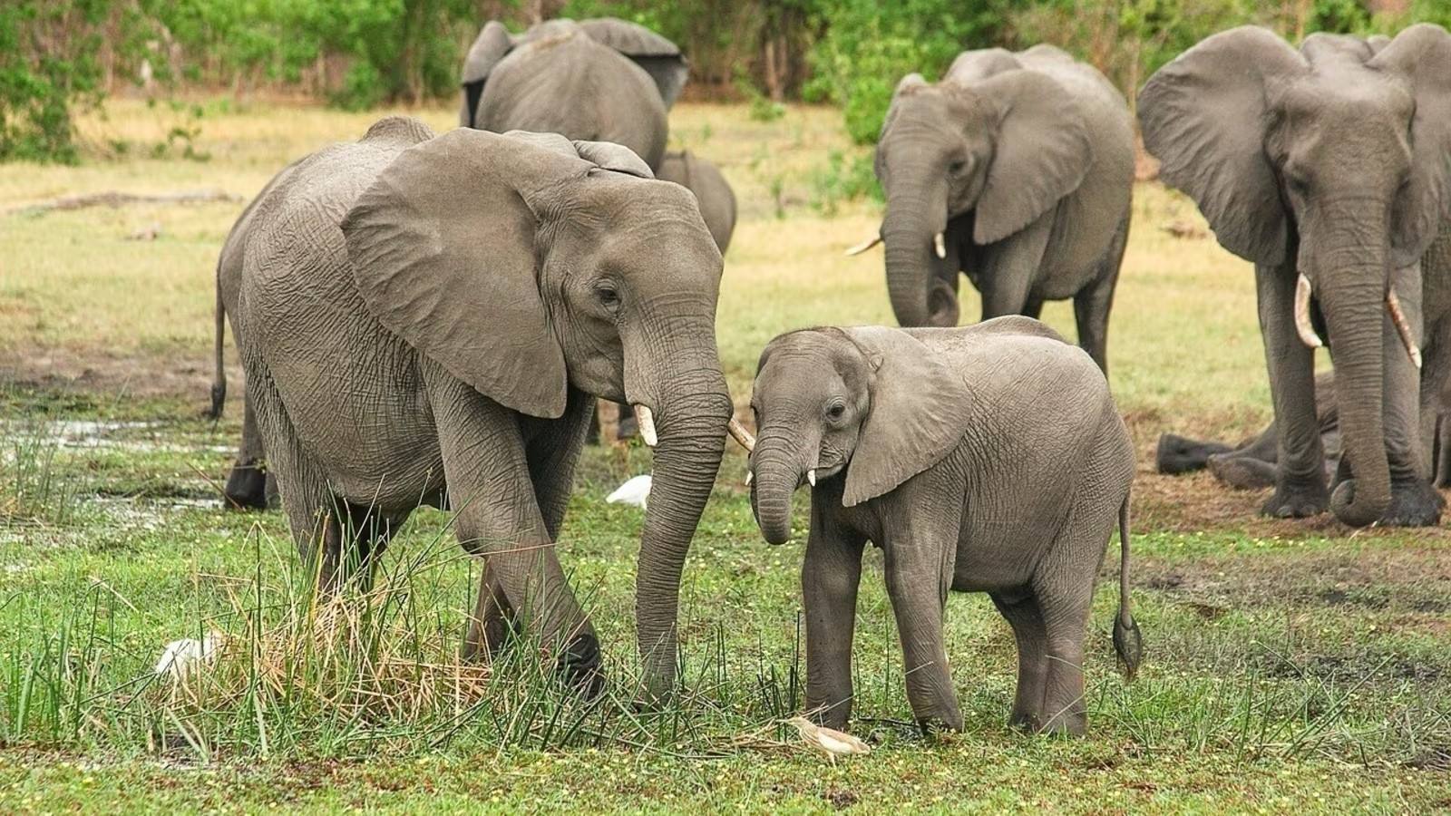 11-facts-about-save-the-elephant-day-april-16th