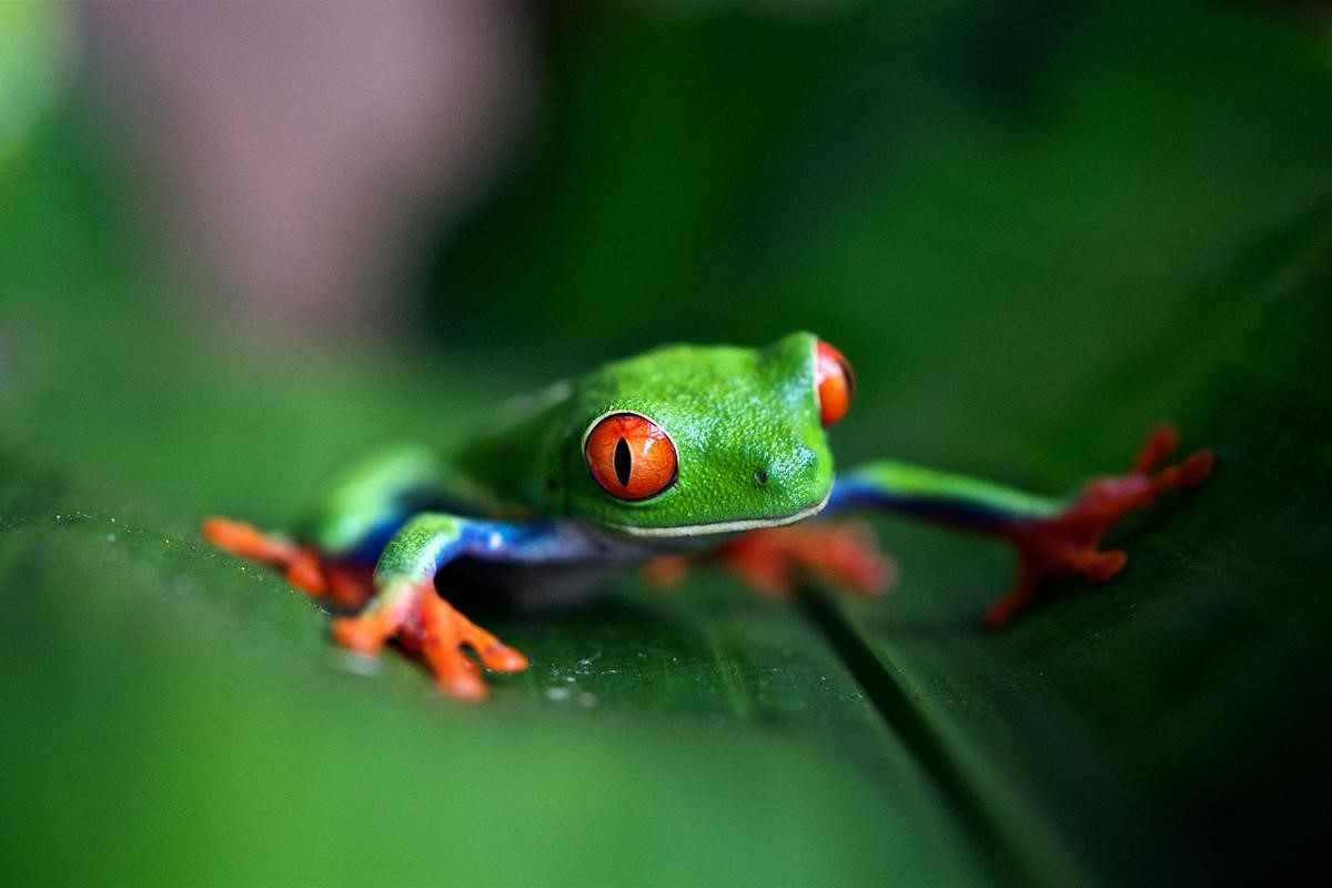 11-facts-about-save-the-frogs-day-april-28th