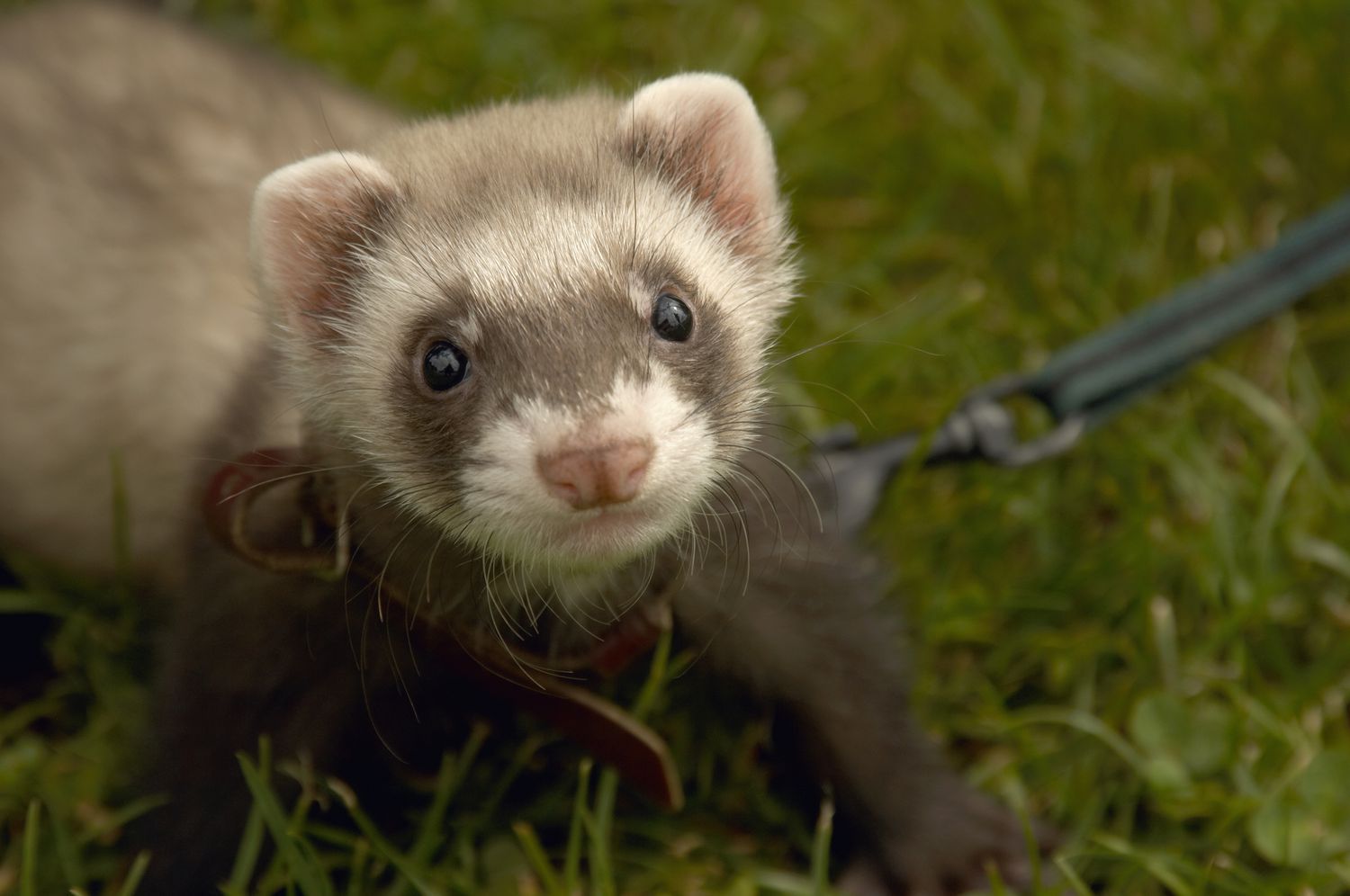 12-facts-about-adopt-a-ferret-month-april