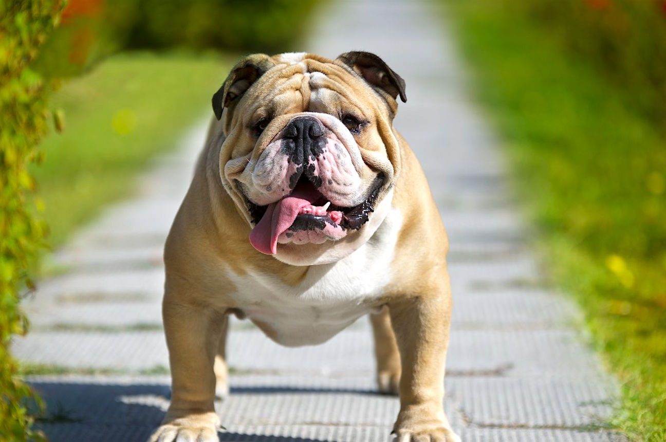 12-facts-about-national-bulldogs-are-beautiful-day-april-21st