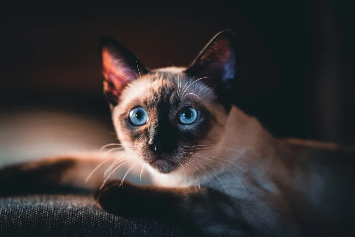 12 Facts About National Siamese Cat Day April 6th 