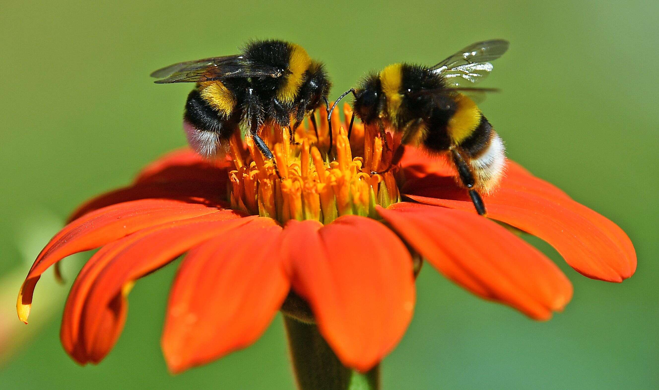 12-facts-about-world-bee-day-may-20th