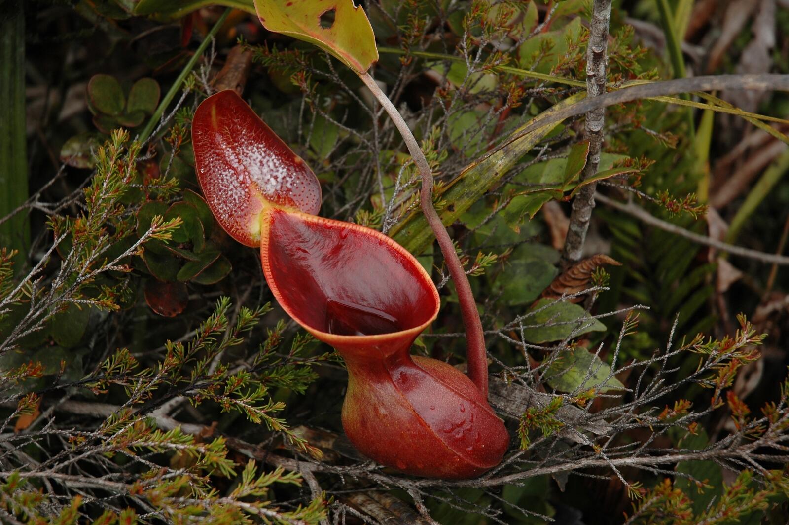 12 Facts About World Carnivorous Plant Day May 1st 