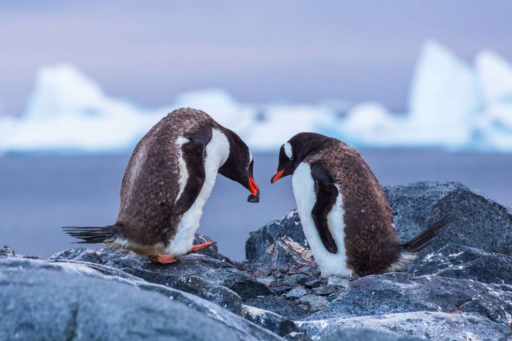 12-facts-about-world-penguin-day-april-25th