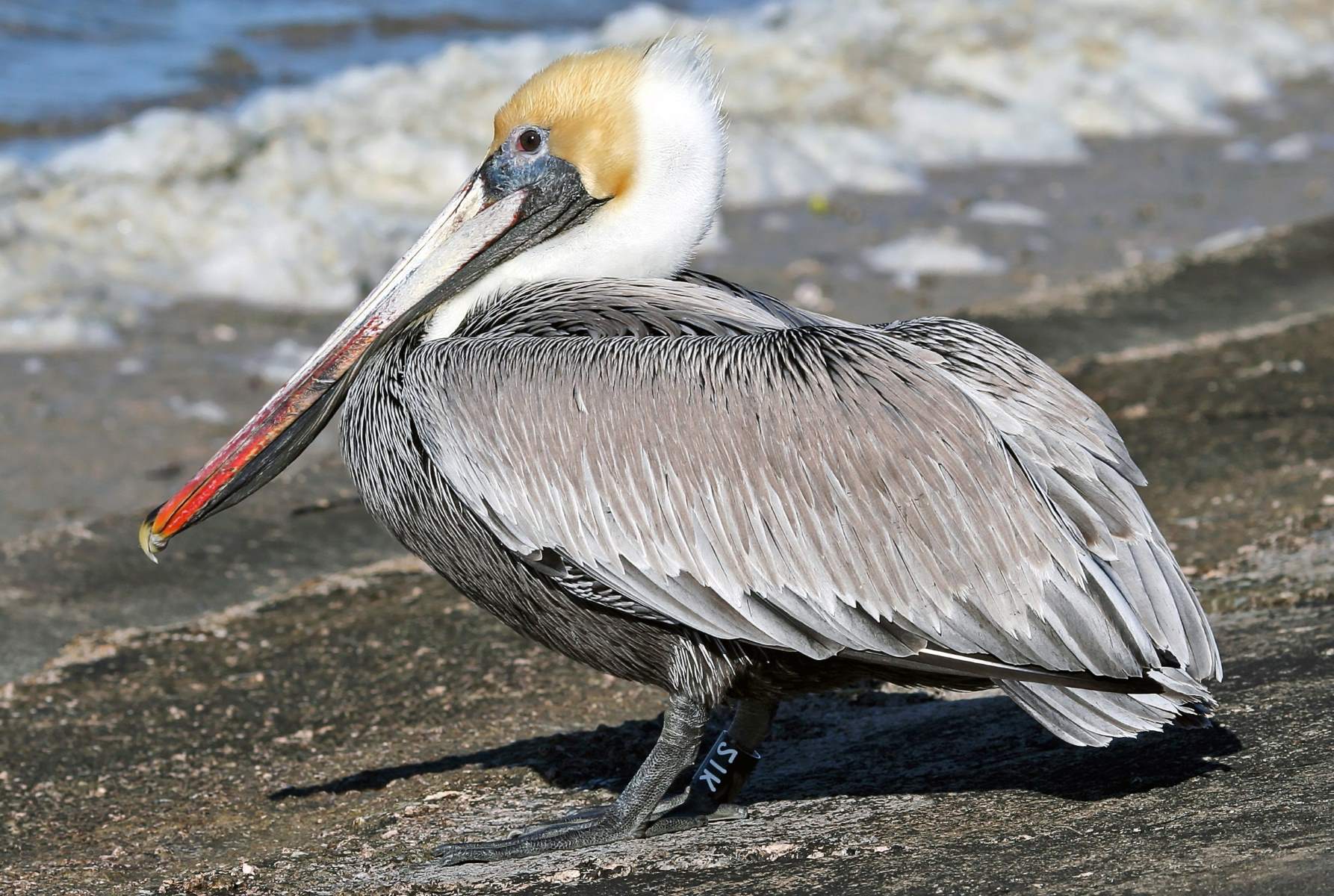13-amazing-brown-pelicans-facts