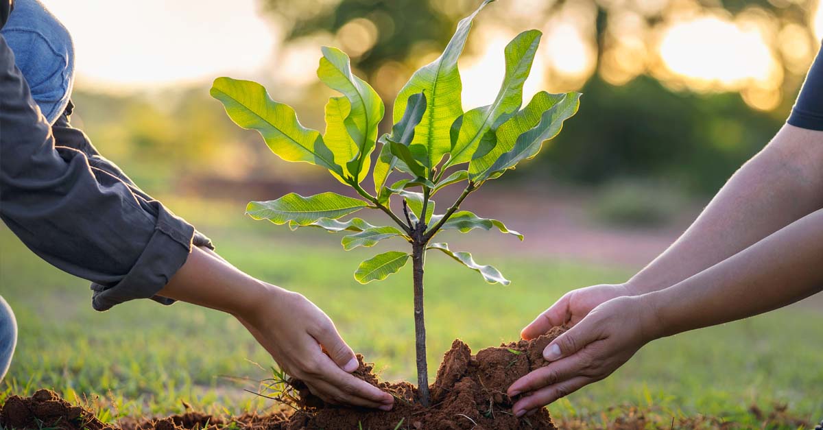 13-facts-about-national-arbor-day-april-26th