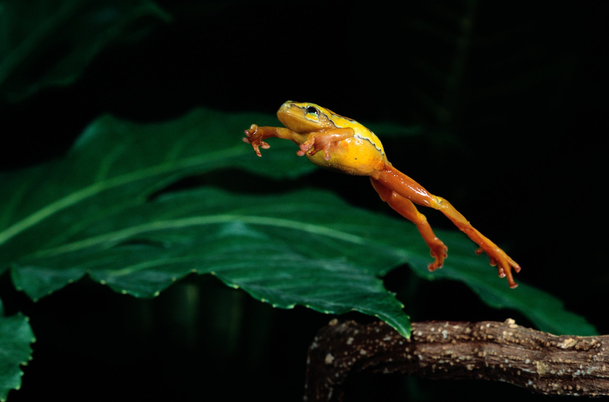 13 Facts About National Frog Jumping Day May 13th 