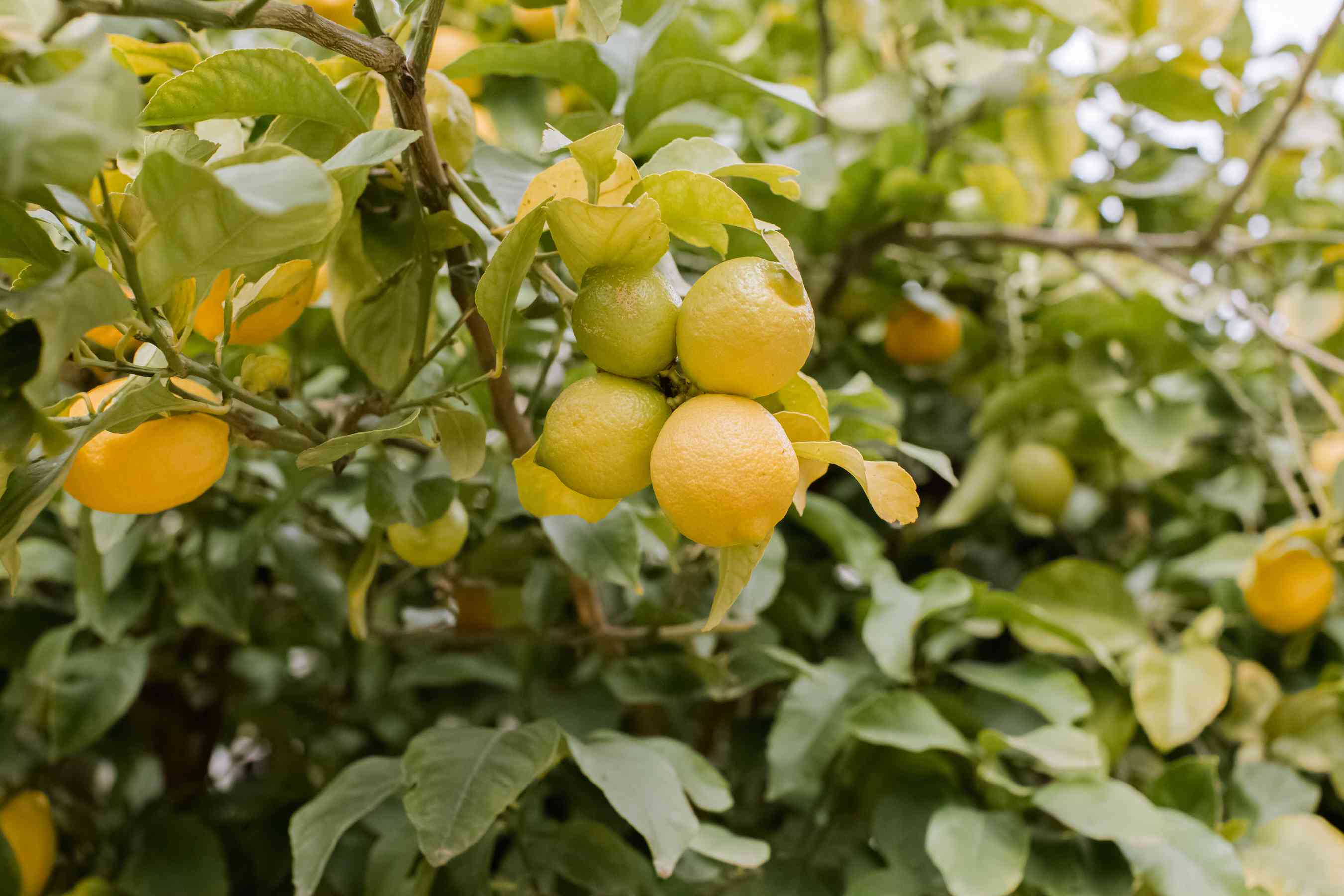 13-facts-about-plant-a-lemon-tree-day-may-18th