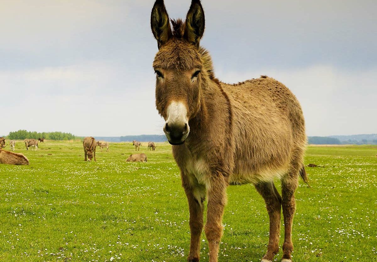13-facts-about-world-donkey-day-may-8th