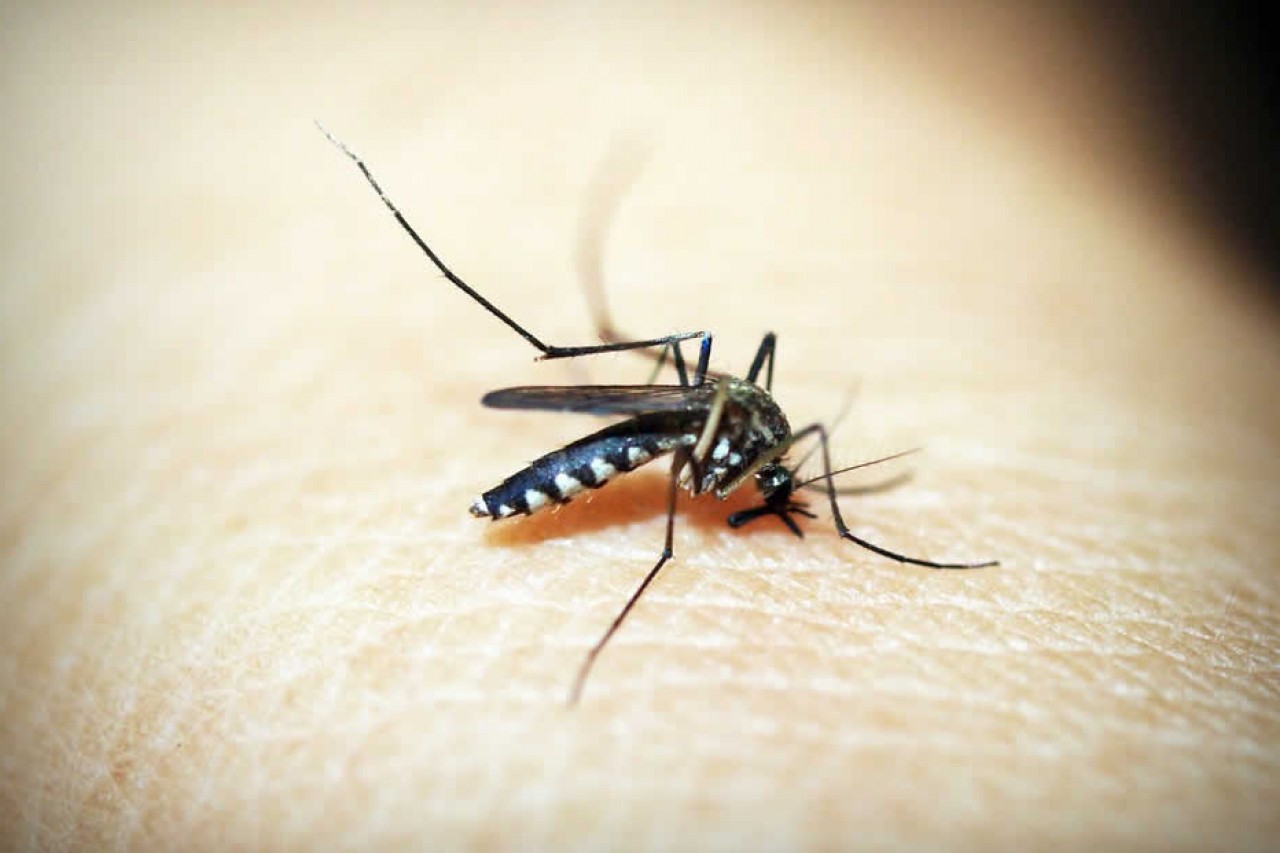 13-facts-about-world-malaria-day-april-25th