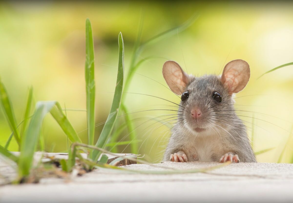 13 Facts About World Rat Day April 4th 
