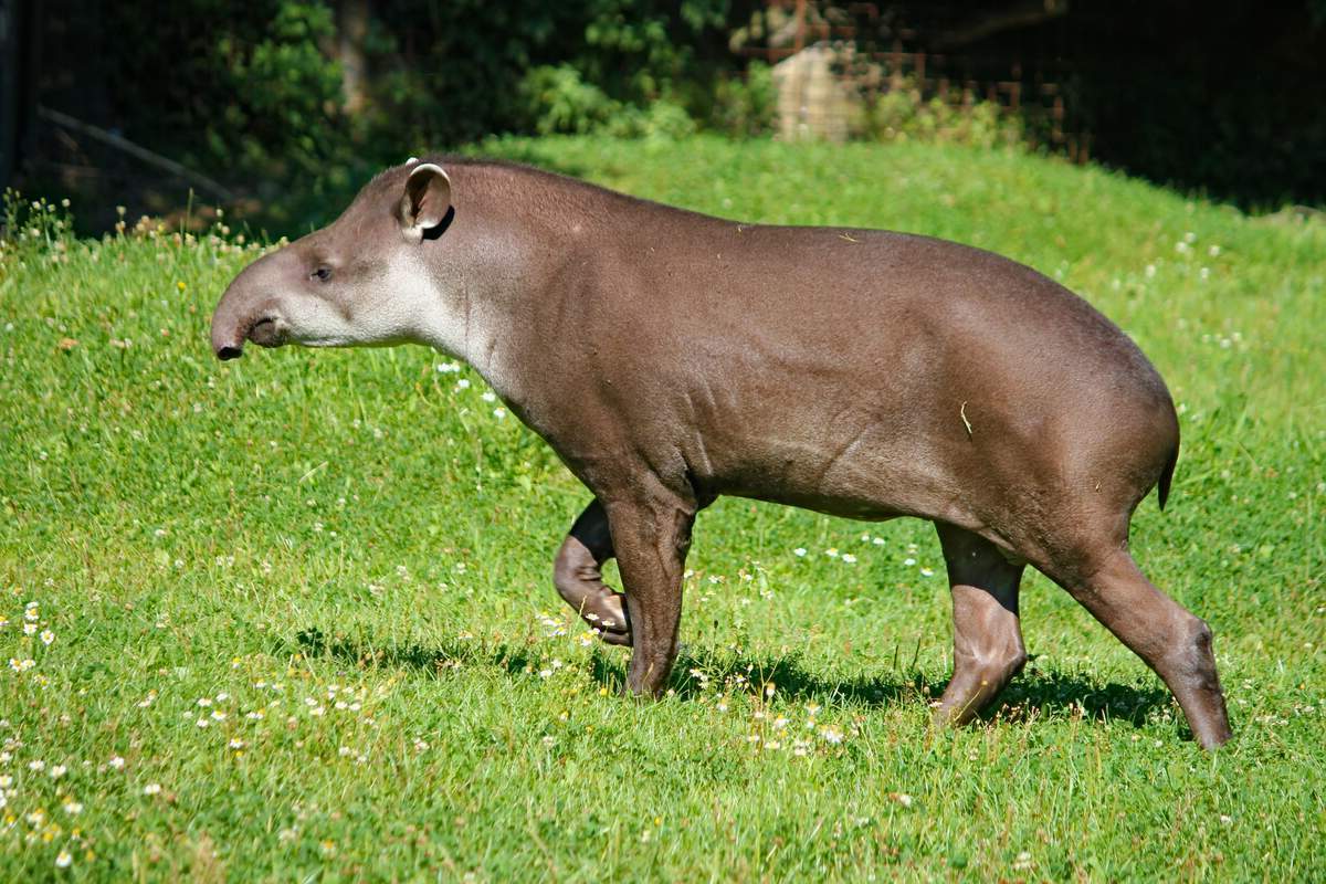 13-facts-about-world-tapir-day-april-27th