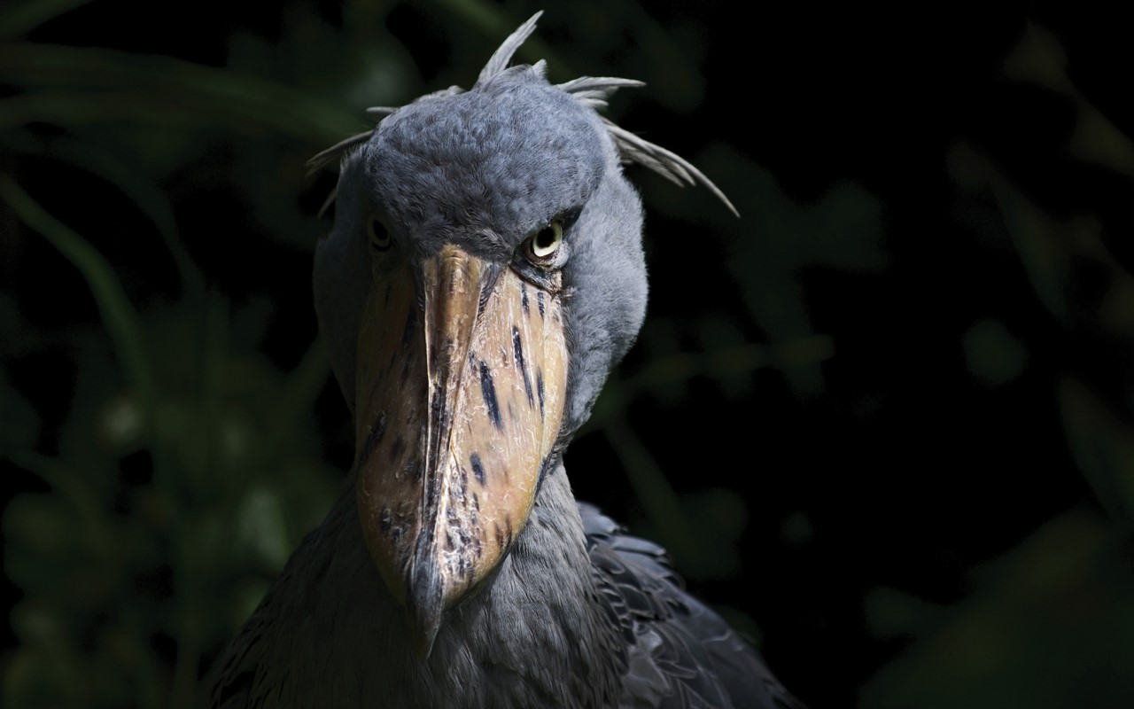 14-amazing-shoebill-stork-facts