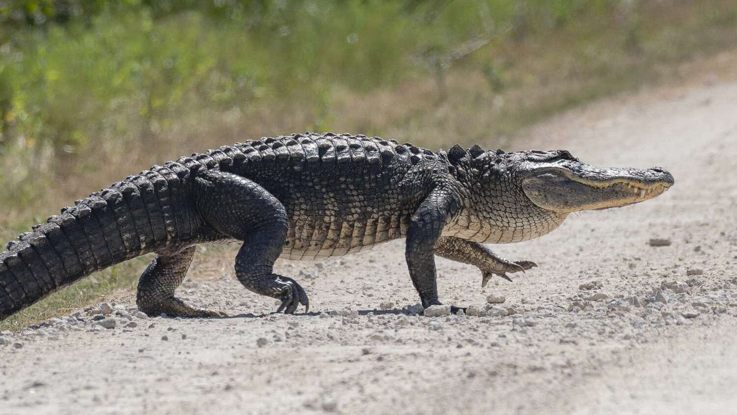 14-facts-about-national-alligator-day-may-29th