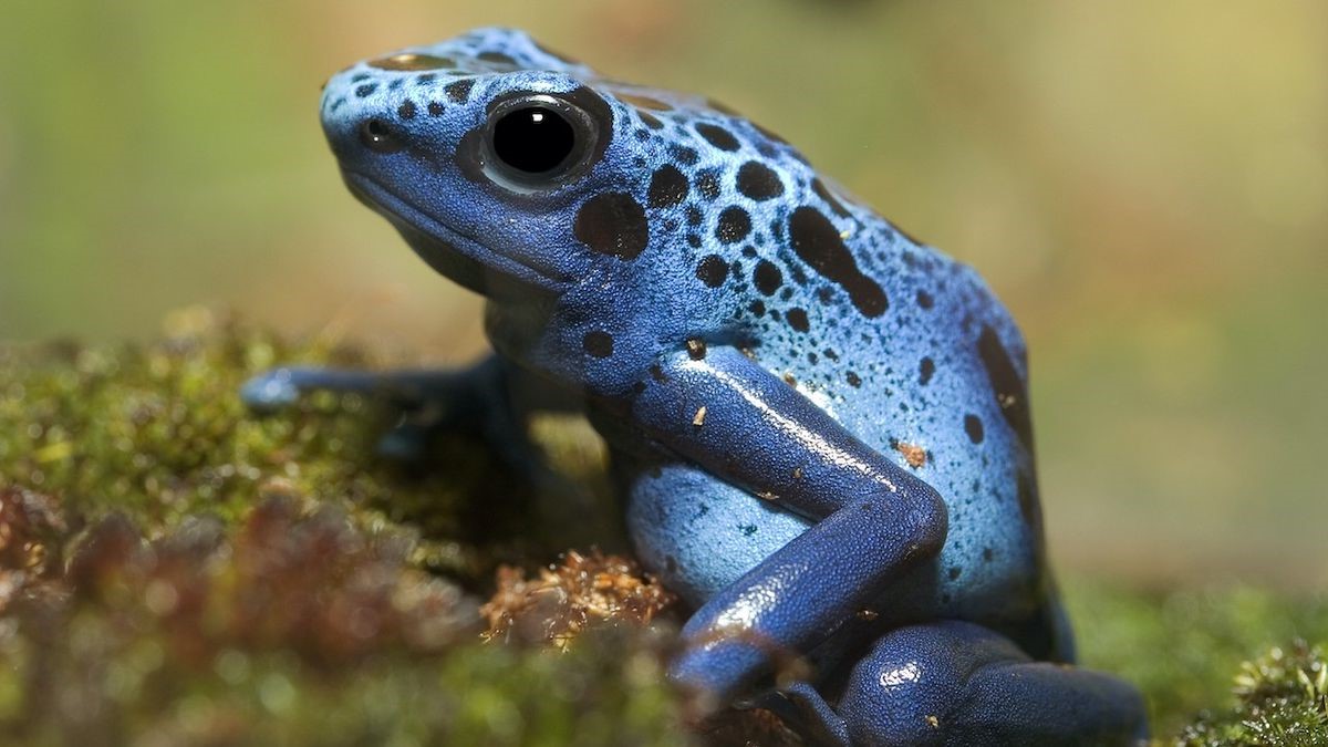 14 Great Poison Dart Frogs Fun Facts - Facts.net