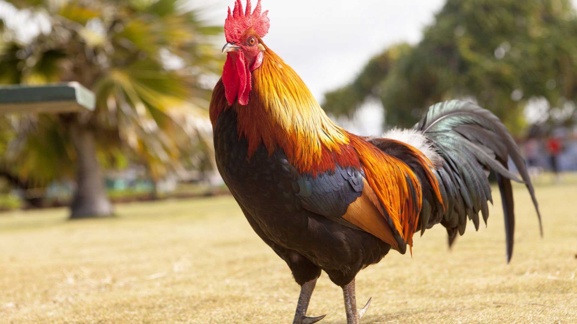 15-amazing-roosters-facts