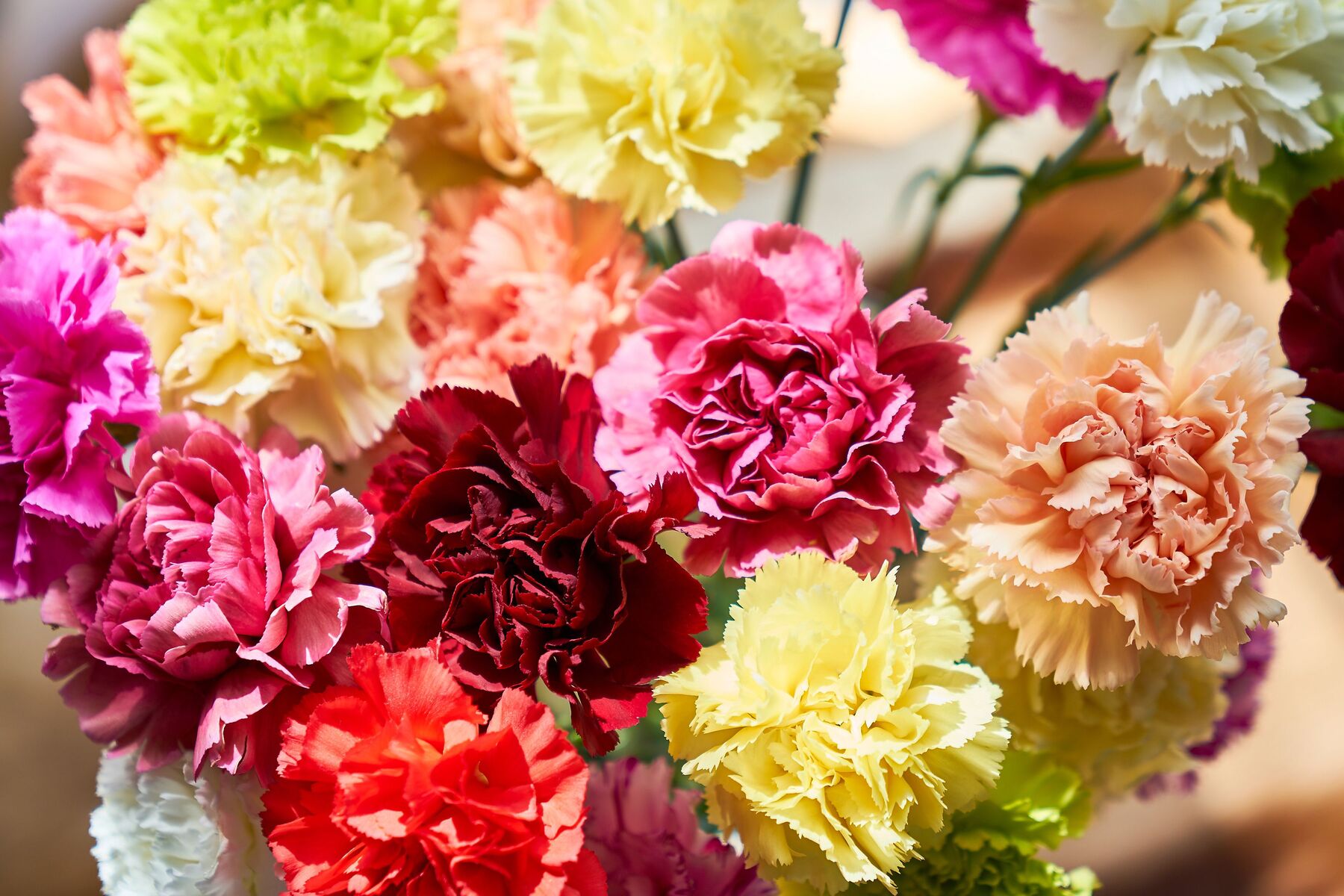 15 Facts About Bring Flowers To Someone Day May 15th 