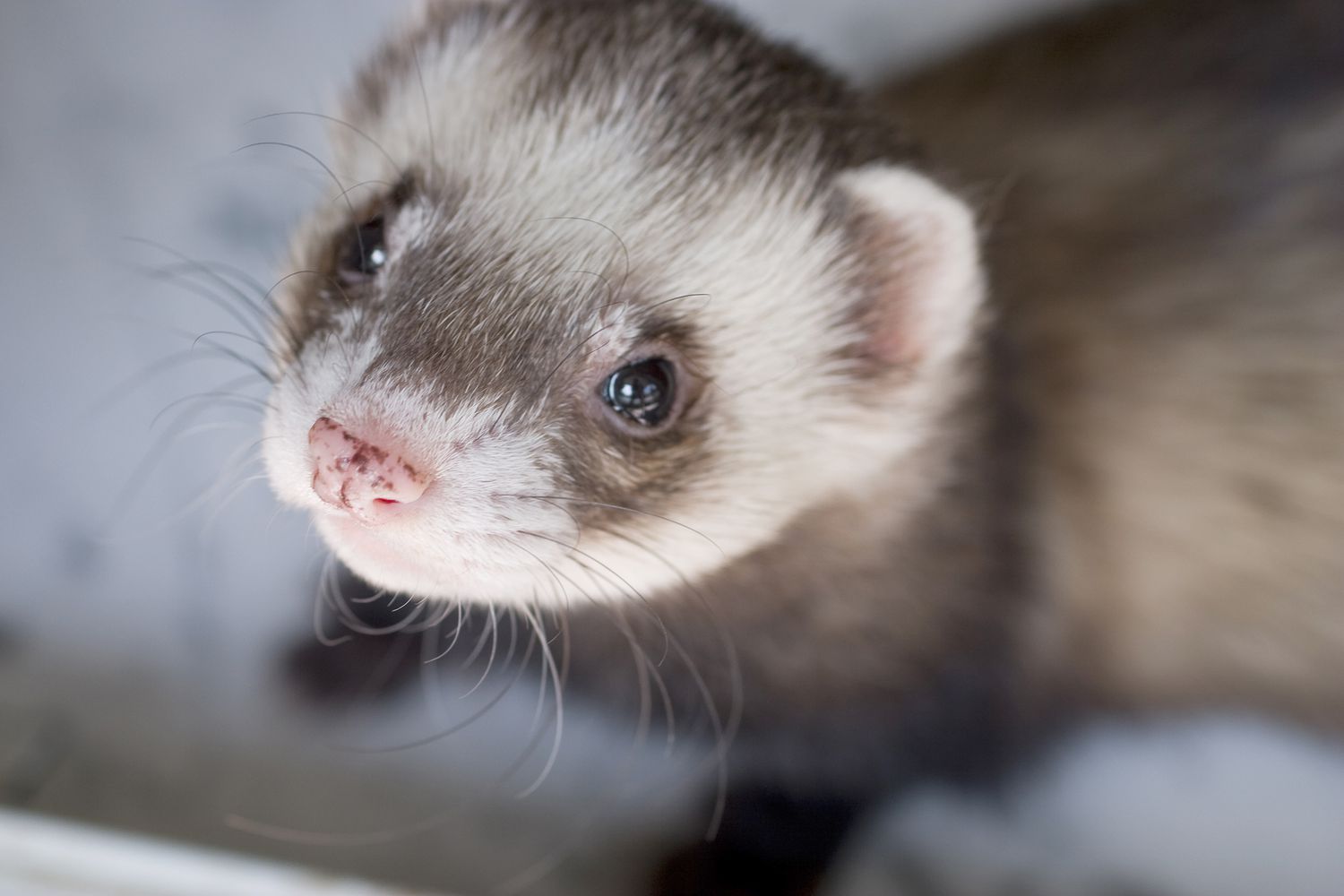 15-facts-about-national-ferret-day-april-2nd