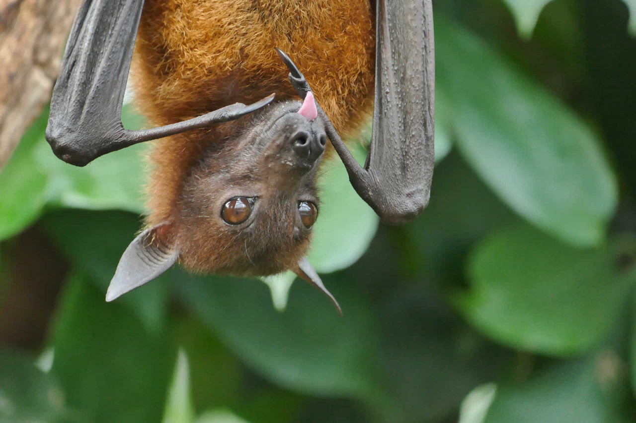 15-facts-about-national-yellow-bat-day-april-21st