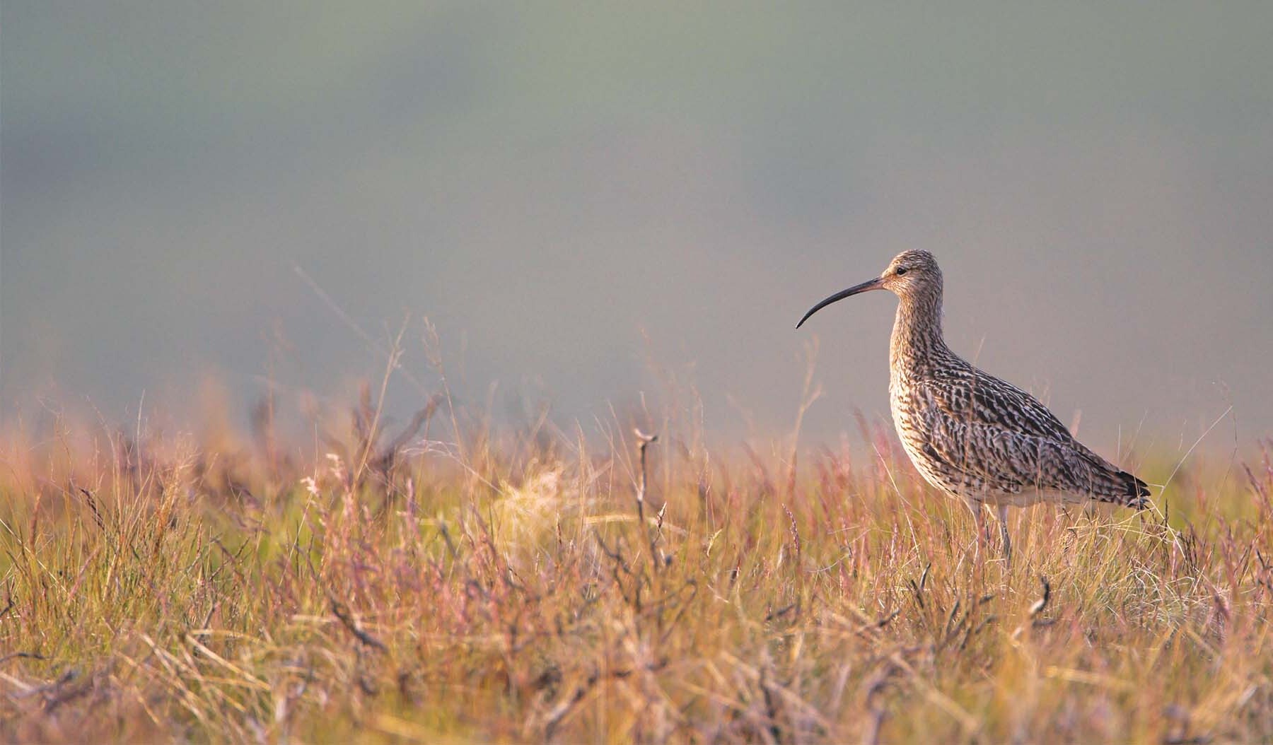 15-facts-about-world-curlew-day-april-21st