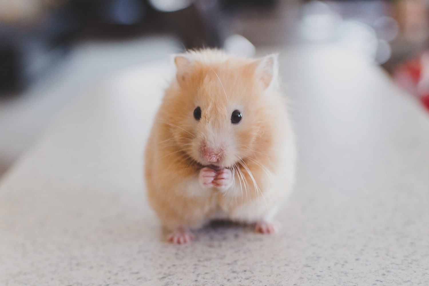 15-facts-about-world-hamster-day-april-12th