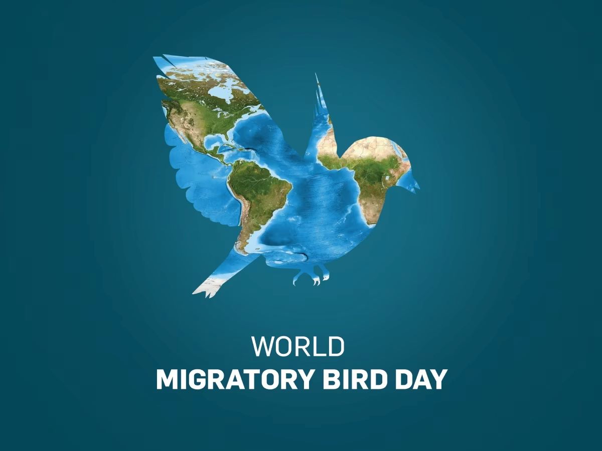 15-facts-about-world-migratory-bird-day-may-11th
