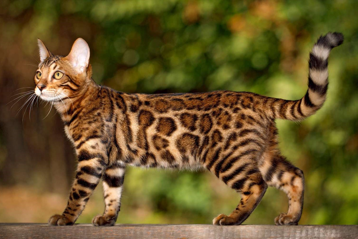 17 Best Bengal Cats Facts - Facts.net