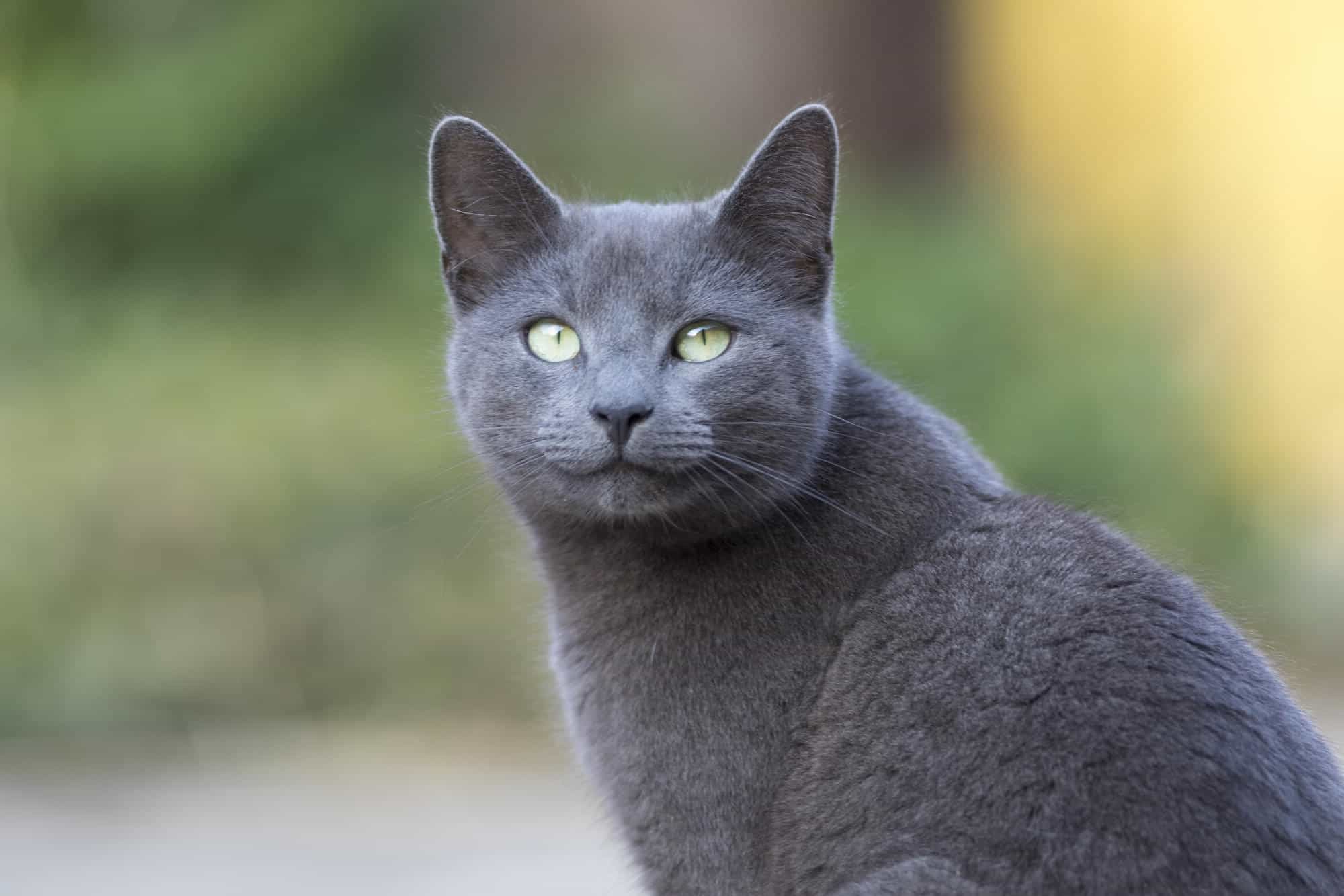 18-best-facts-about-russian-blue-cats