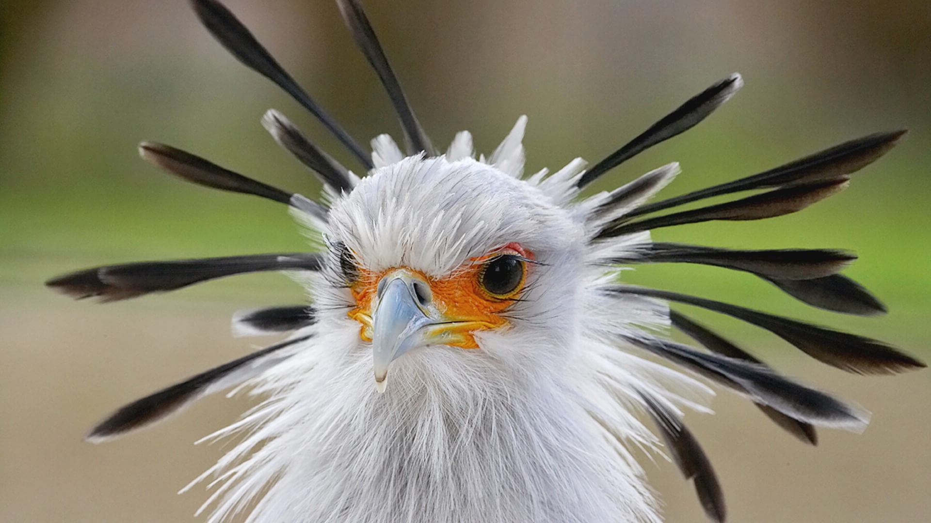 18-best-secretary-bird-facts